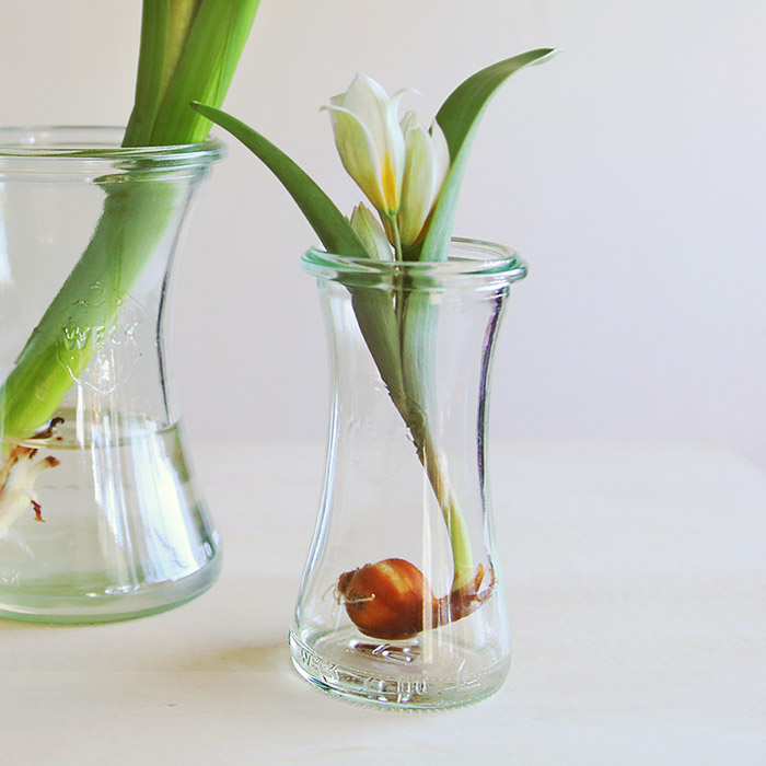 ウェック　デリカテッセン　100ml　口径XSサイズ　/　WECK